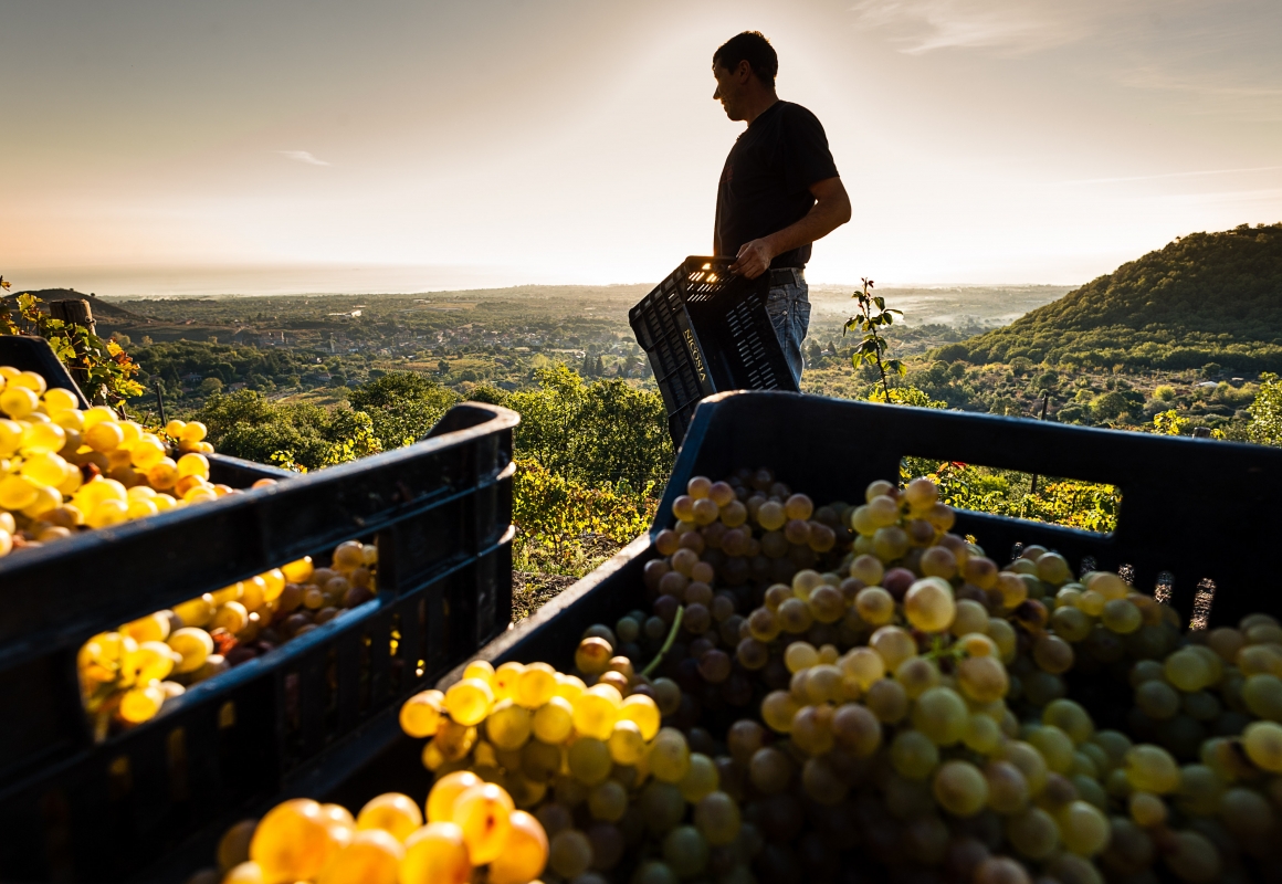 Degustazione dei vini online