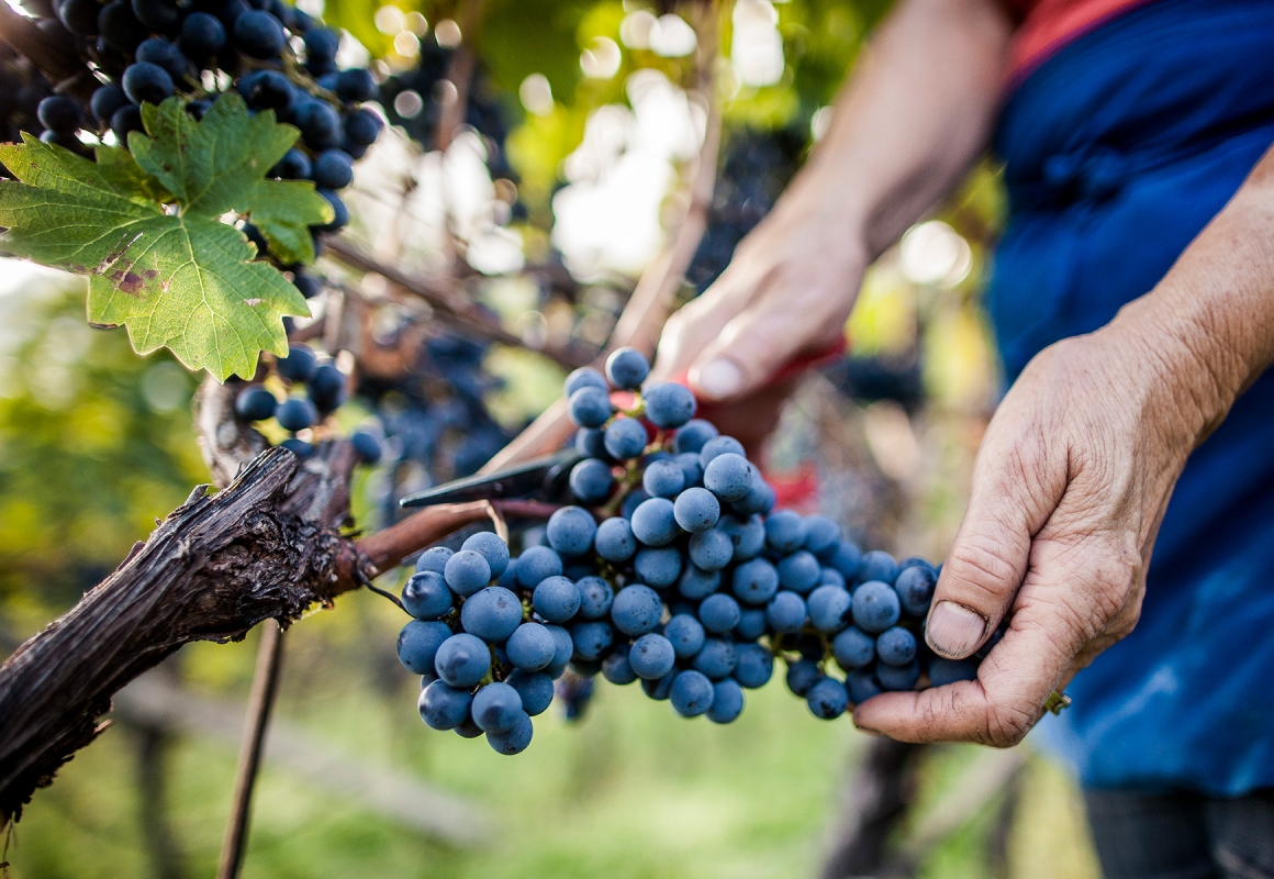 Pressestelle Italien für food & wine