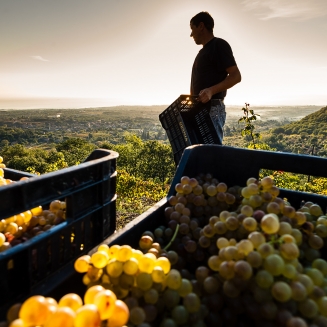 Degustazione dei vini online