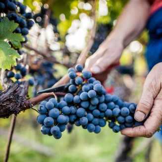 Italian press office for food and wine